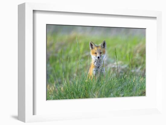 Red Fox Kits-Jason Savage-Framed Giclee Print