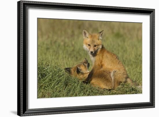 Red Fox Kits-Ken Archer-Framed Photographic Print