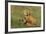 Red Fox Kits-Ken Archer-Framed Photographic Print