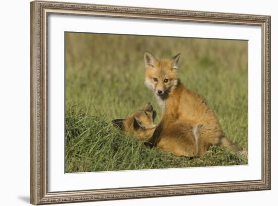 Red Fox Kits-Ken Archer-Framed Photographic Print