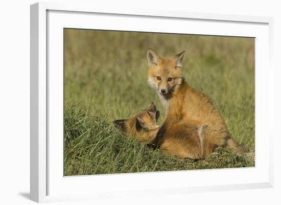 Red Fox Kits-Ken Archer-Framed Photographic Print