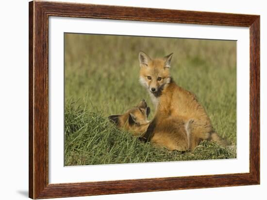 Red Fox Kits-Ken Archer-Framed Photographic Print