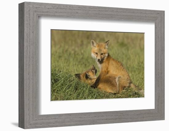 Red Fox Kits-Ken Archer-Framed Photographic Print