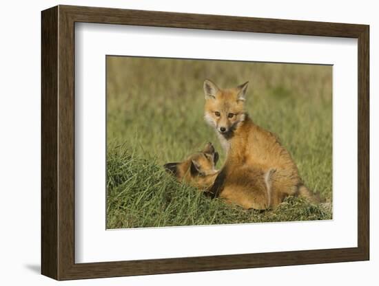 Red Fox Kits-Ken Archer-Framed Photographic Print