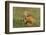 Red Fox Kits-Ken Archer-Framed Photographic Print