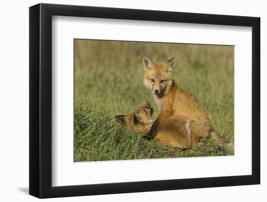 Red Fox Kits-Ken Archer-Framed Photographic Print