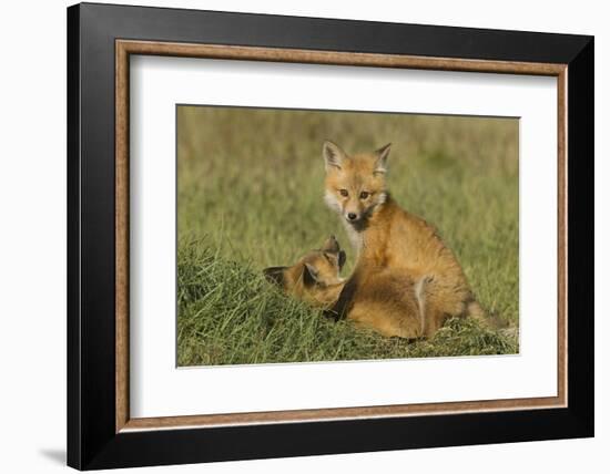 Red Fox Kits-Ken Archer-Framed Photographic Print