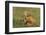 Red Fox Kits-Ken Archer-Framed Photographic Print