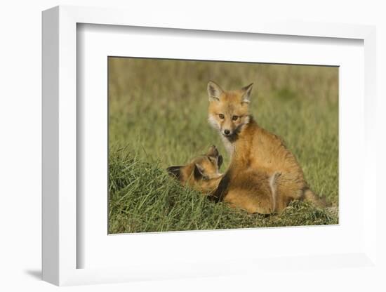 Red Fox Kits-Ken Archer-Framed Photographic Print