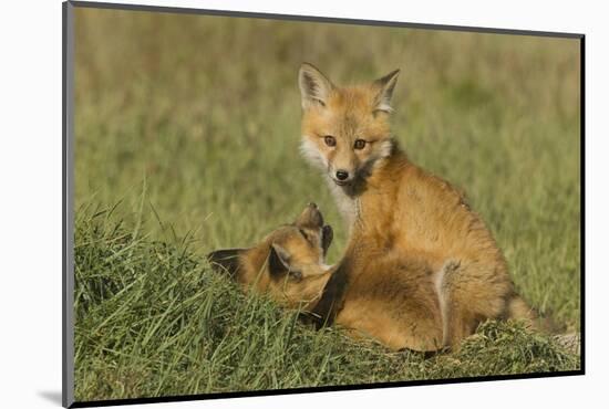 Red Fox Kits-Ken Archer-Mounted Photographic Print