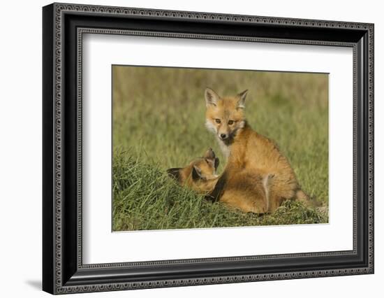 Red Fox Kits-Ken Archer-Framed Photographic Print