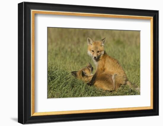 Red Fox Kits-Ken Archer-Framed Photographic Print