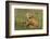 Red Fox Kits-Ken Archer-Framed Photographic Print