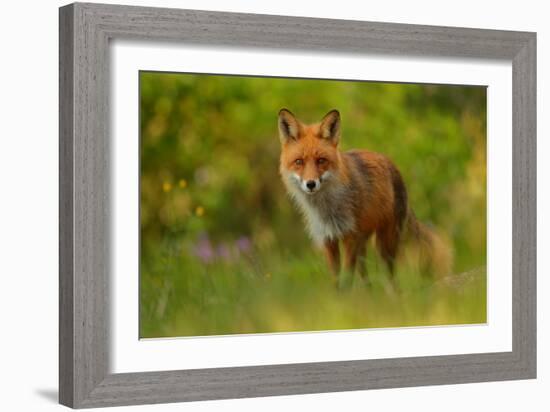 Red Fox Lady-Assaf Gavra-Framed Giclee Print