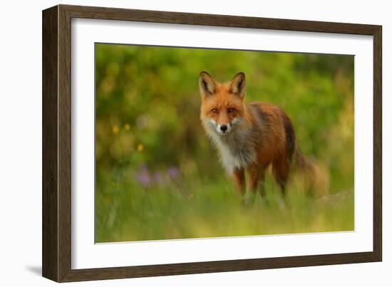 Red Fox Lady-Assaf Gavra-Framed Giclee Print