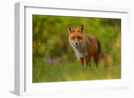 Red Fox Lady-Assaf Gavra-Framed Giclee Print