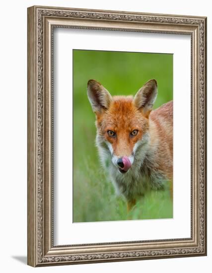 Red fox licking its snout, Berkshire, England, UK-Neil Aldridge-Framed Photographic Print