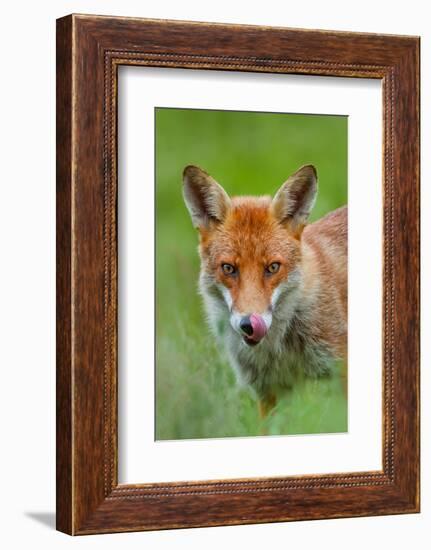 Red fox licking its snout, Berkshire, England, UK-Neil Aldridge-Framed Photographic Print