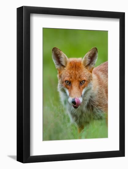 Red fox licking its snout, Berkshire, England, UK-Neil Aldridge-Framed Photographic Print