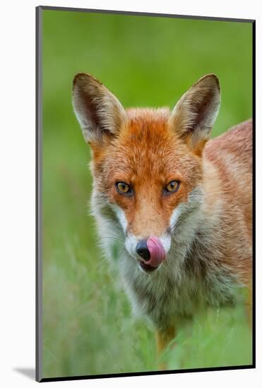 Red fox licking its snout, Berkshire, England, UK-Neil Aldridge-Mounted Photographic Print