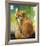 Red Fox Looking Back-Joni Johnson-Godsy-Framed Giclee Print