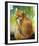 Red Fox Looking Back-Joni Johnson-Godsy-Framed Giclee Print