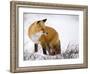 Red Fox Looking Back-Mike Cavaroc-Framed Photographic Print