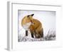 Red Fox Looking Back-Mike Cavaroc-Framed Photographic Print