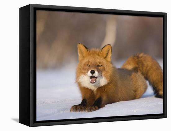 Red Fox Lying, Stretching on Snow, Kronotsky Nature Reserve, Kamchatka, Far East Russia-Igor Shpilenok-Framed Premier Image Canvas