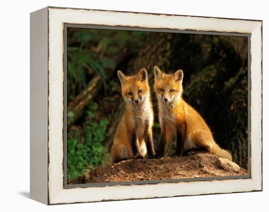 Red Fox near Den Entrance-Adam Jones-Framed Premier Image Canvas