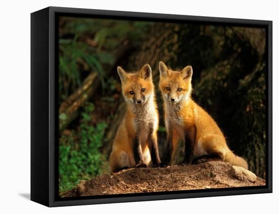 Red Fox near Den Entrance-Adam Jones-Framed Premier Image Canvas