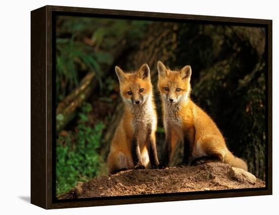 Red Fox near Den Entrance-Adam Jones-Framed Premier Image Canvas