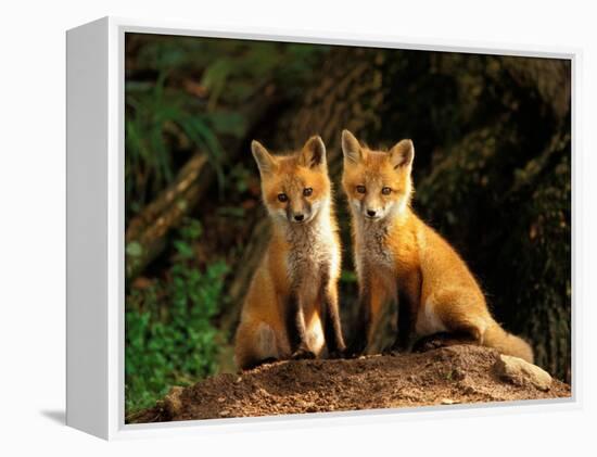 Red Fox near Den Entrance-Adam Jones-Framed Premier Image Canvas