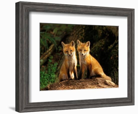 Red Fox near Den Entrance-Adam Jones-Framed Photographic Print