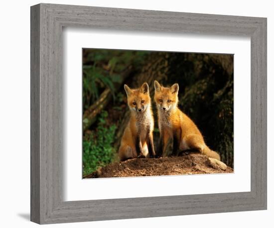 Red Fox near Den Entrance-Adam Jones-Framed Photographic Print