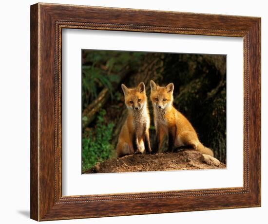 Red Fox near Den Entrance-Adam Jones-Framed Photographic Print