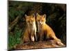 Red Fox near Den Entrance-Adam Jones-Mounted Photographic Print