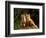 Red Fox near Den Entrance-Adam Jones-Framed Photographic Print