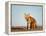 Red Fox, North Slope of Brooks Range, Alaska, USA-Steve Kazlowski-Framed Premier Image Canvas