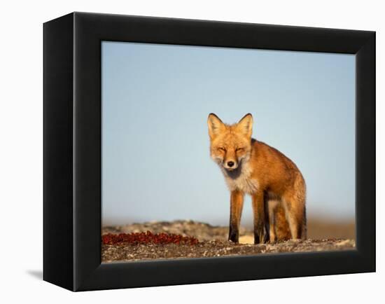 Red Fox, North Slope of Brooks Range, Alaska, USA-Steve Kazlowski-Framed Premier Image Canvas