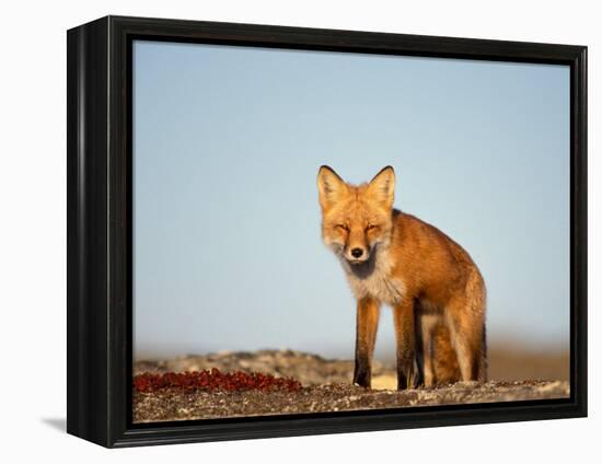 Red Fox, North Slope of Brooks Range, Alaska, USA-Steve Kazlowski-Framed Premier Image Canvas