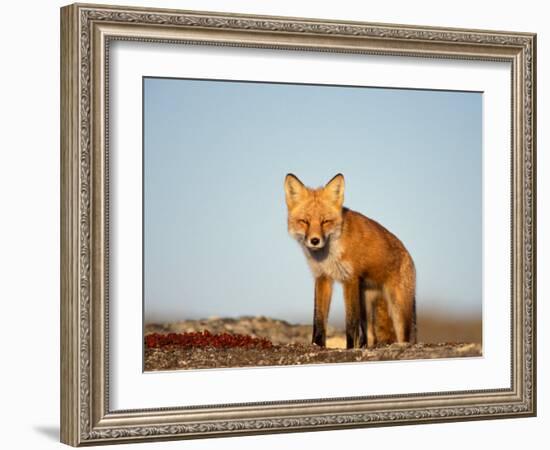 Red Fox, North Slope of Brooks Range, Alaska, USA-Steve Kazlowski-Framed Photographic Print