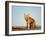 Red Fox, North Slope of Brooks Range, Alaska, USA-Steve Kazlowski-Framed Photographic Print