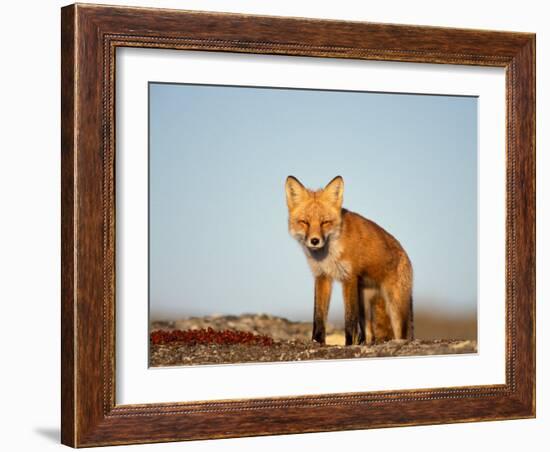 Red Fox, North Slope of Brooks Range, Alaska, USA-Steve Kazlowski-Framed Photographic Print