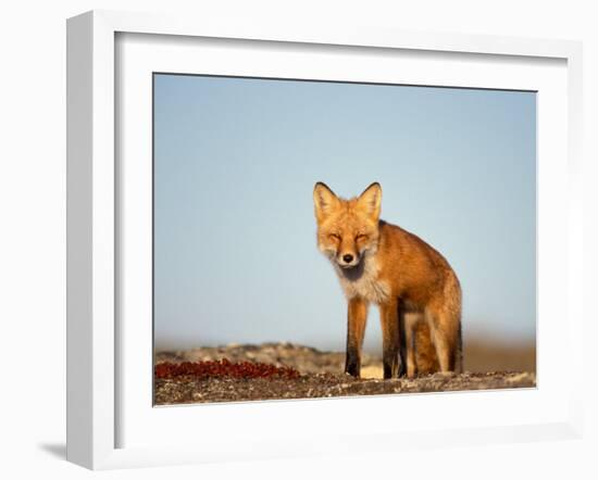 Red Fox, North Slope of Brooks Range, Alaska, USA-Steve Kazlowski-Framed Photographic Print