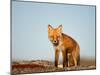 Red Fox, North Slope of Brooks Range, Alaska, USA-Steve Kazlowski-Mounted Photographic Print