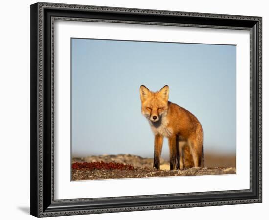 Red Fox, North Slope of Brooks Range, Alaska, USA-Steve Kazlowski-Framed Photographic Print