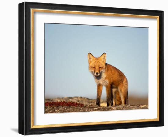 Red Fox, North Slope of Brooks Range, Alaska, USA-Steve Kazlowski-Framed Photographic Print