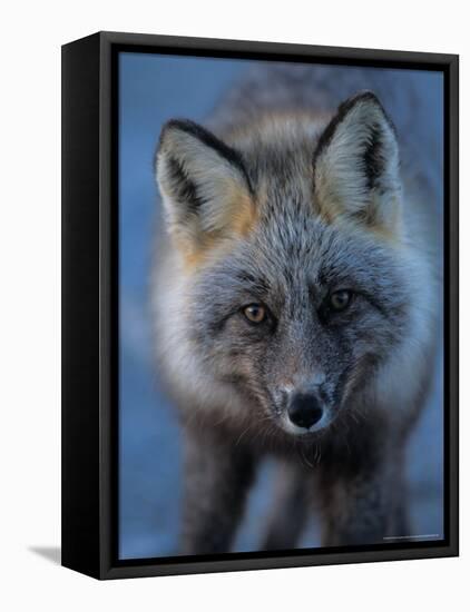 Red Fox on North Slope of Brooks Range, Alaska, USA-Steve Kazlowski-Framed Premier Image Canvas