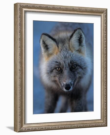 Red Fox on North Slope of Brooks Range, Alaska, USA-Steve Kazlowski-Framed Photographic Print